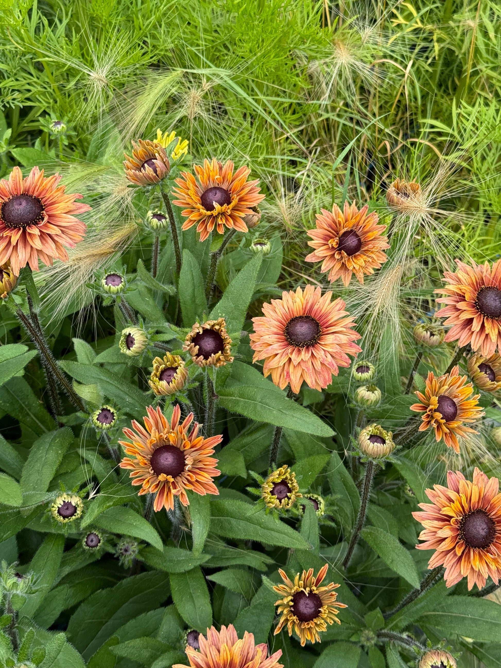 Rudbeckia hirta Sahara | Black-Eyed Susan therapyofflowers.com