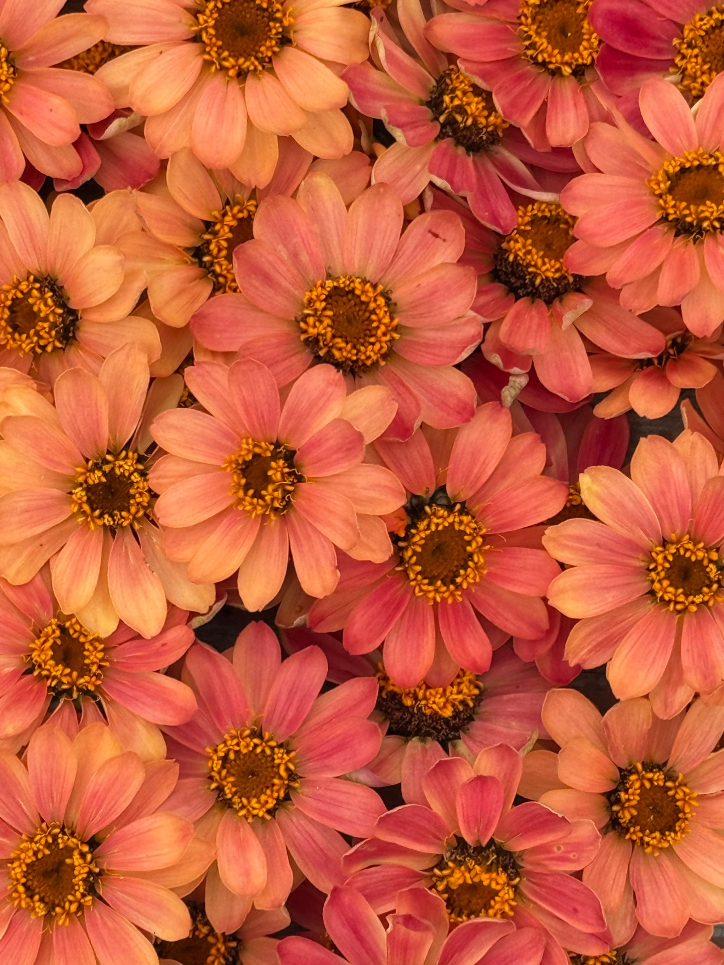 Zinnia Hybrida Profusion Apricot | Great for Cut Flowers therapyofflowers.com