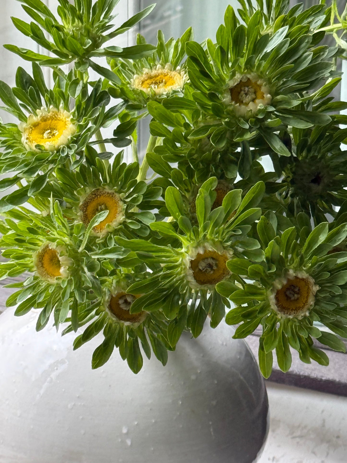 Callistephus chinensis Hulk | China Aster therapyofflowers.com