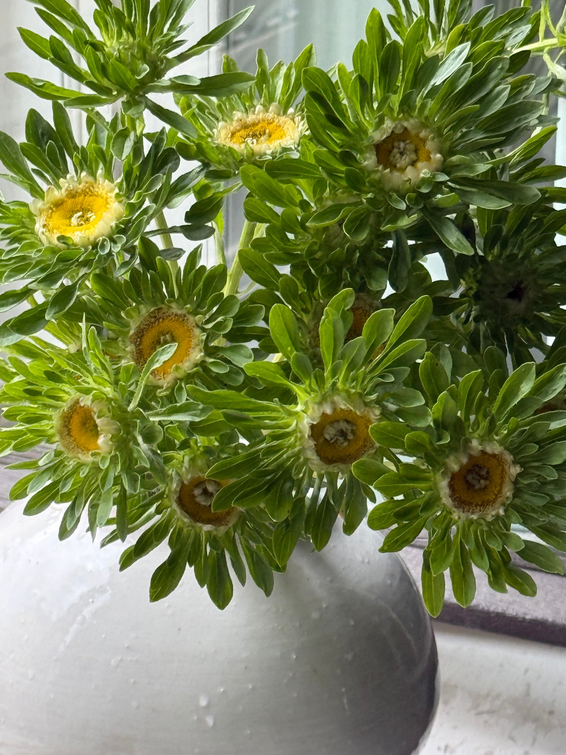 Callistephus chinensis Hulk | China Aster therapyofflowers.com
