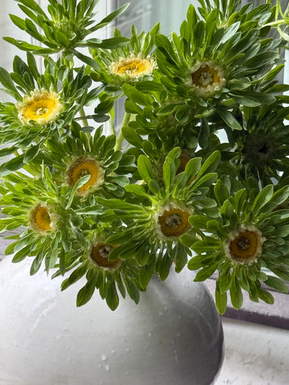 Callistephus chinensis Hulk | China Aster therapyofflowers.com