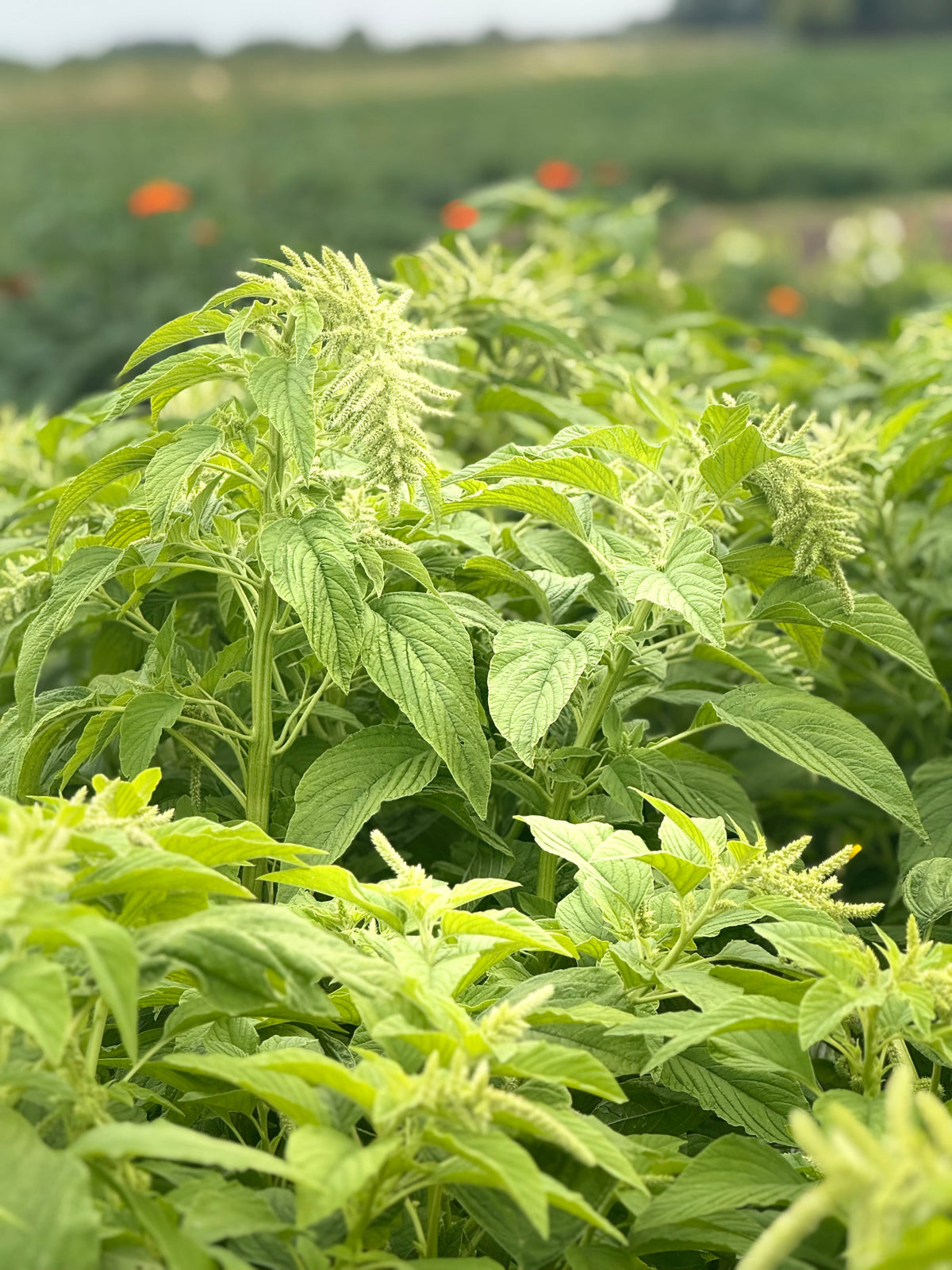 Amaranthus caudatus Viridis | Green Cascade | Hanging Green Amaranth therapyofflowers.com