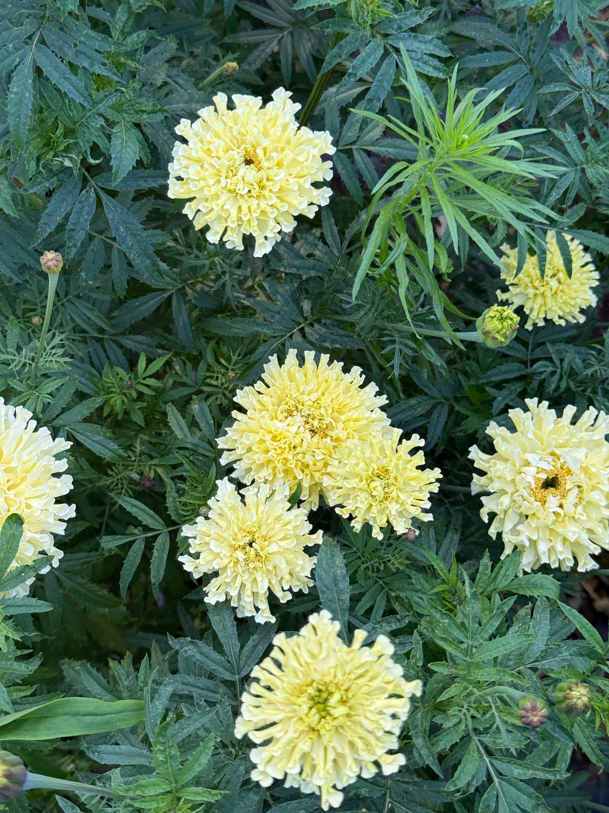 Tagetes erecta QIS® Imperiale Creme | African Marigold therapyofflowers.com
