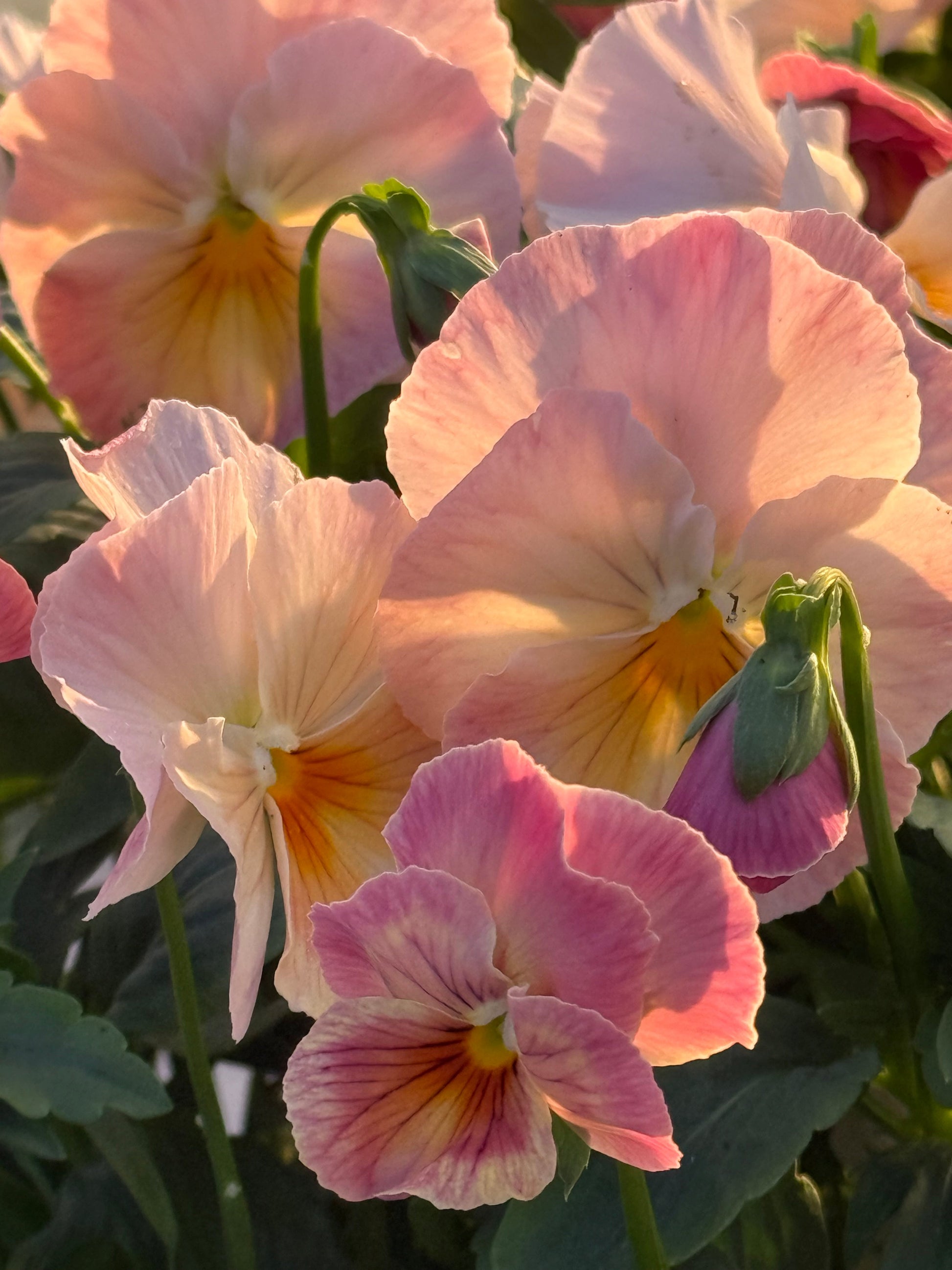 Viola x wittrockiana Inspire® Peach Shades F1 | Pansy therapyofflowers.com