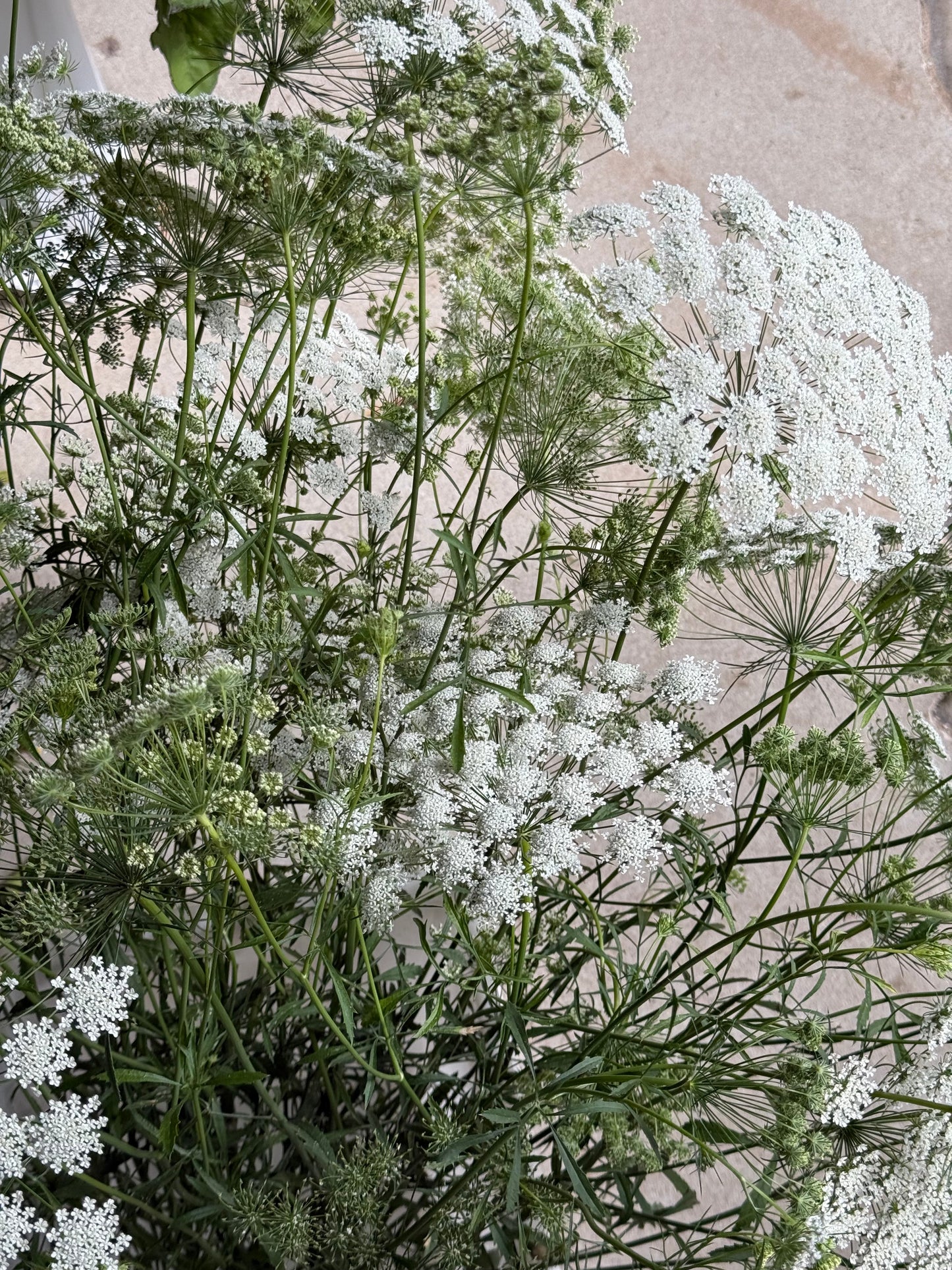 Ammi majus Queen of Africa | Bishop's Flower therapyofflowers.com