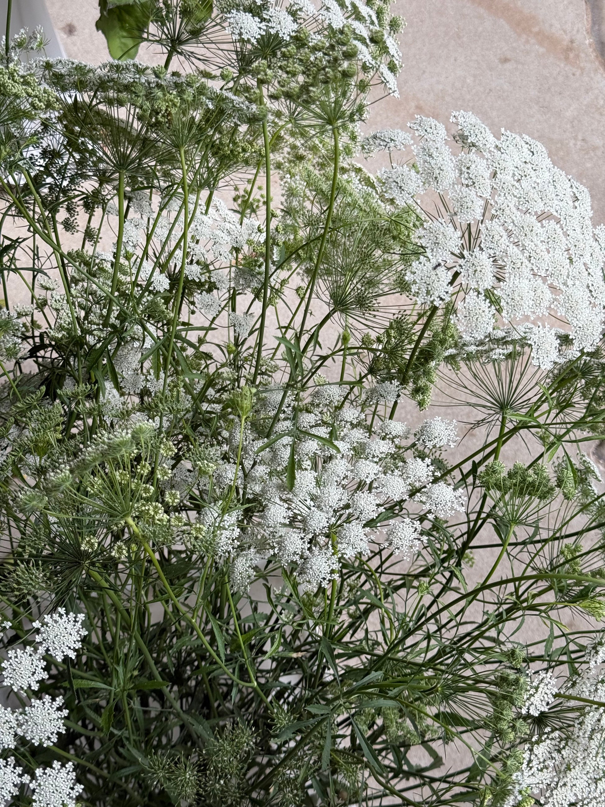 Ammi majus Queen of Africa | Bishop's Flower therapyofflowers.com