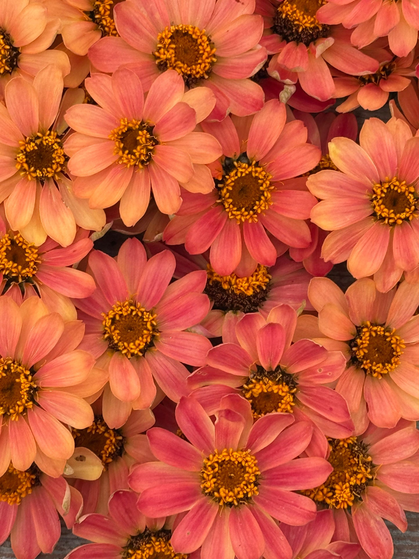 Zinnia Hybrida Profusion Apricot | Great for Cut Flowers therapyofflowers.com