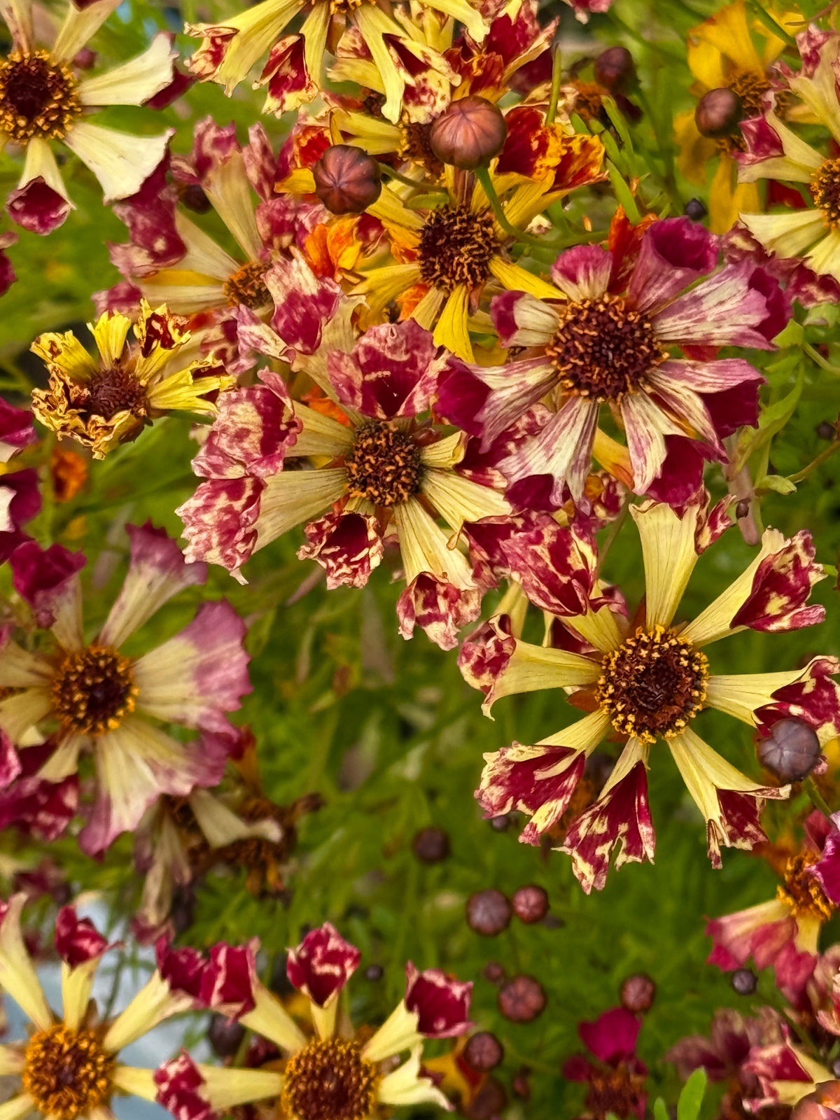 Coreopsis x hybrida Incredible! Sea Shells mix | Tickseed therapyofflowers.com