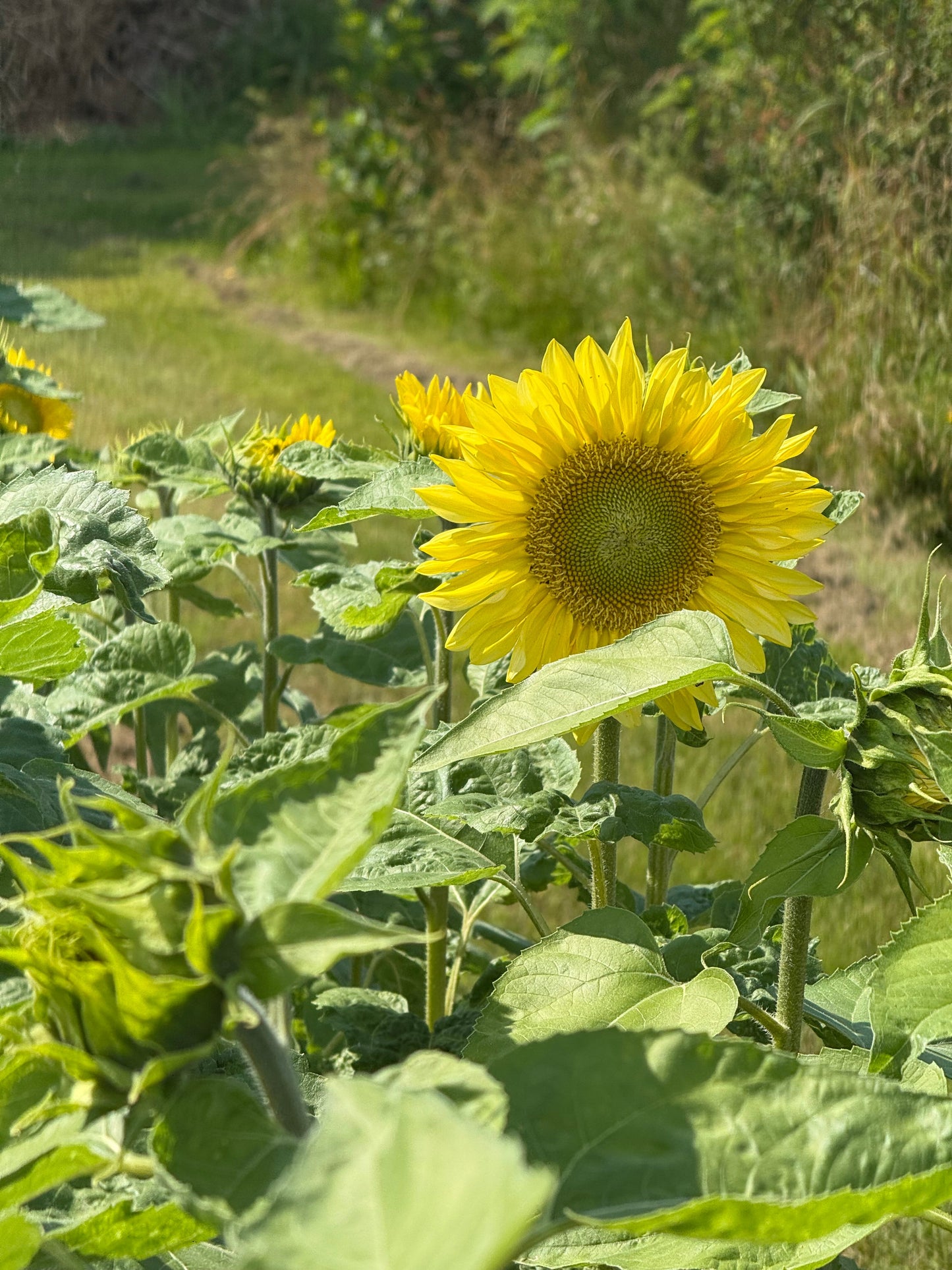 Sunflower ProCut® Lemon Lite F1 | Helianthus annuus | New! therapyofflowers.com