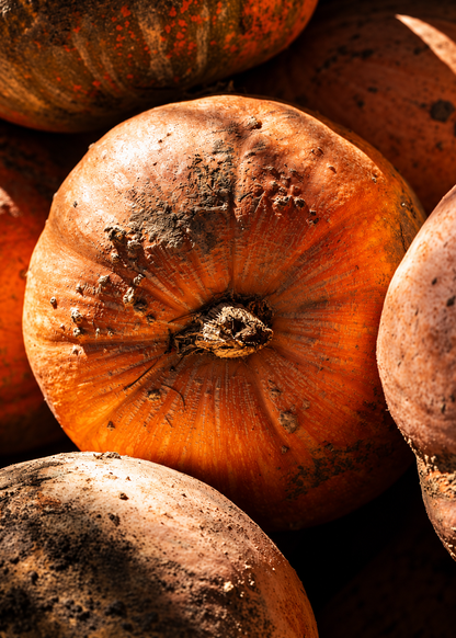 Cucurbita maxima Buen Gusto | Lielaugļu ķirbis | Dekoratīvs un ēdams ķirbis