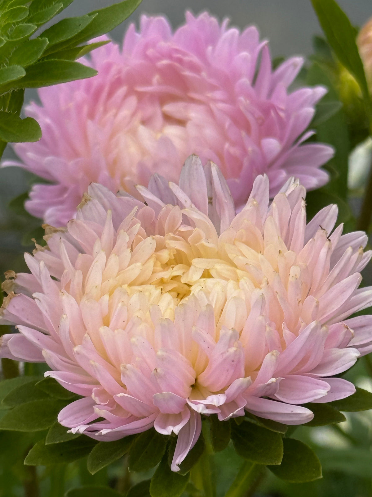 China Aster Syringa Appleblossom Rose-Yellow | Callistephus chinensis therapyofflowers.com
