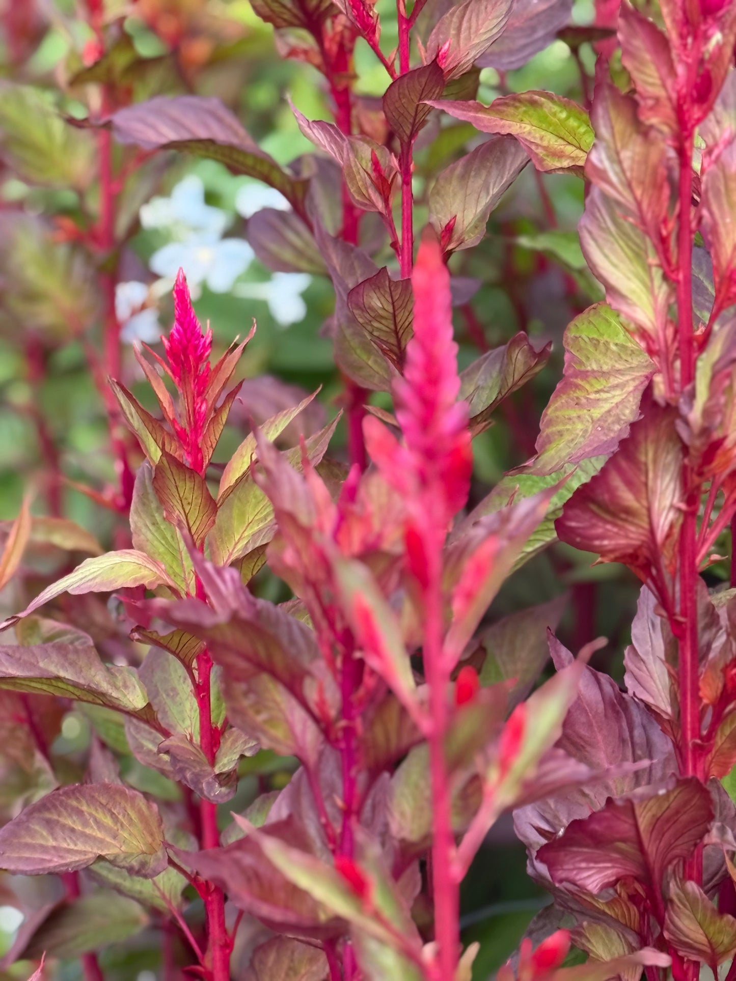 Celosia argentea var. plumosa Forest Fire | Feather Celosia | Tall therapyofflowers.com