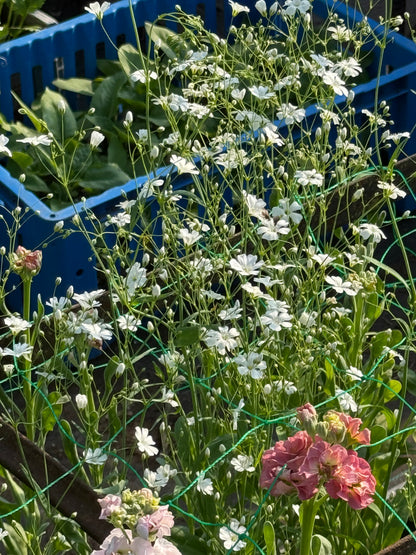 Gypsophila elegans Covent Garden | Annual Baby’s Breath therapyofflowers.com
