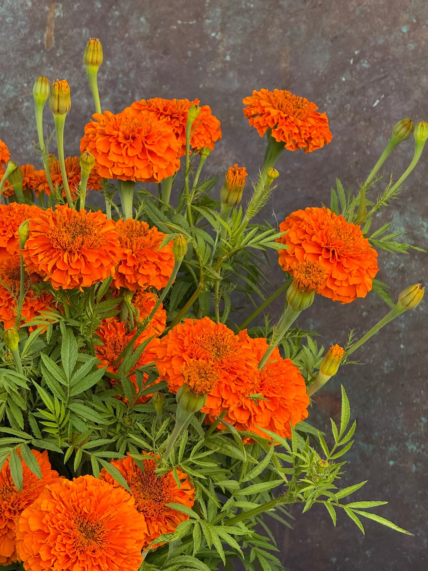 Tagetes erecta Coco™ Deep Orange F1 | African Marigold | Cut Flower therapyofflowers.com