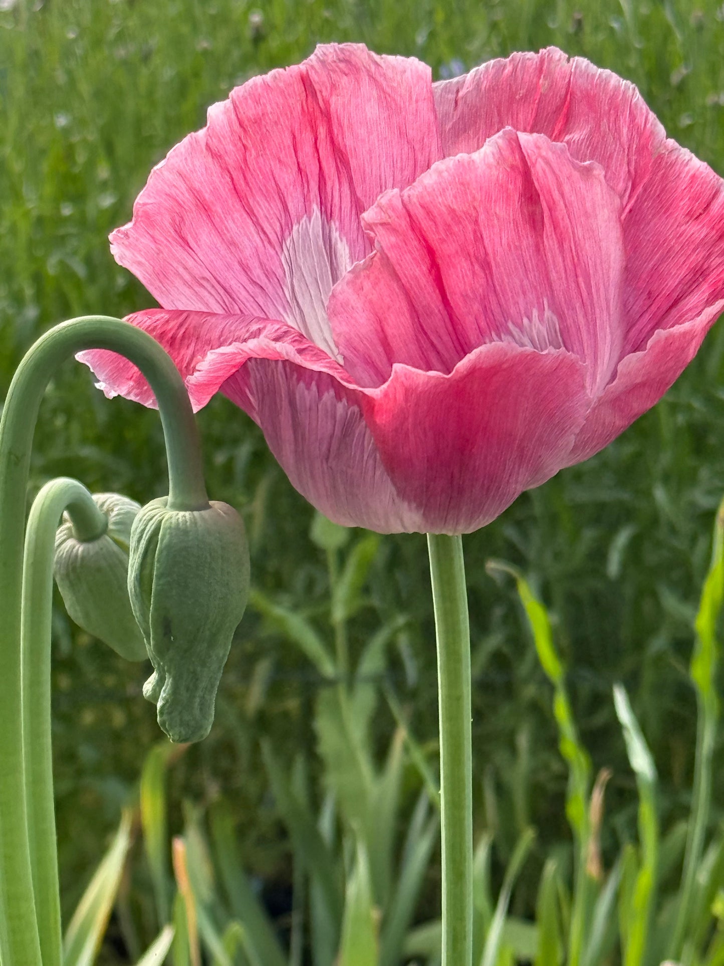 Papaver somniferum Bowling Ball | Breadseed Poppies therapyofflowers.com