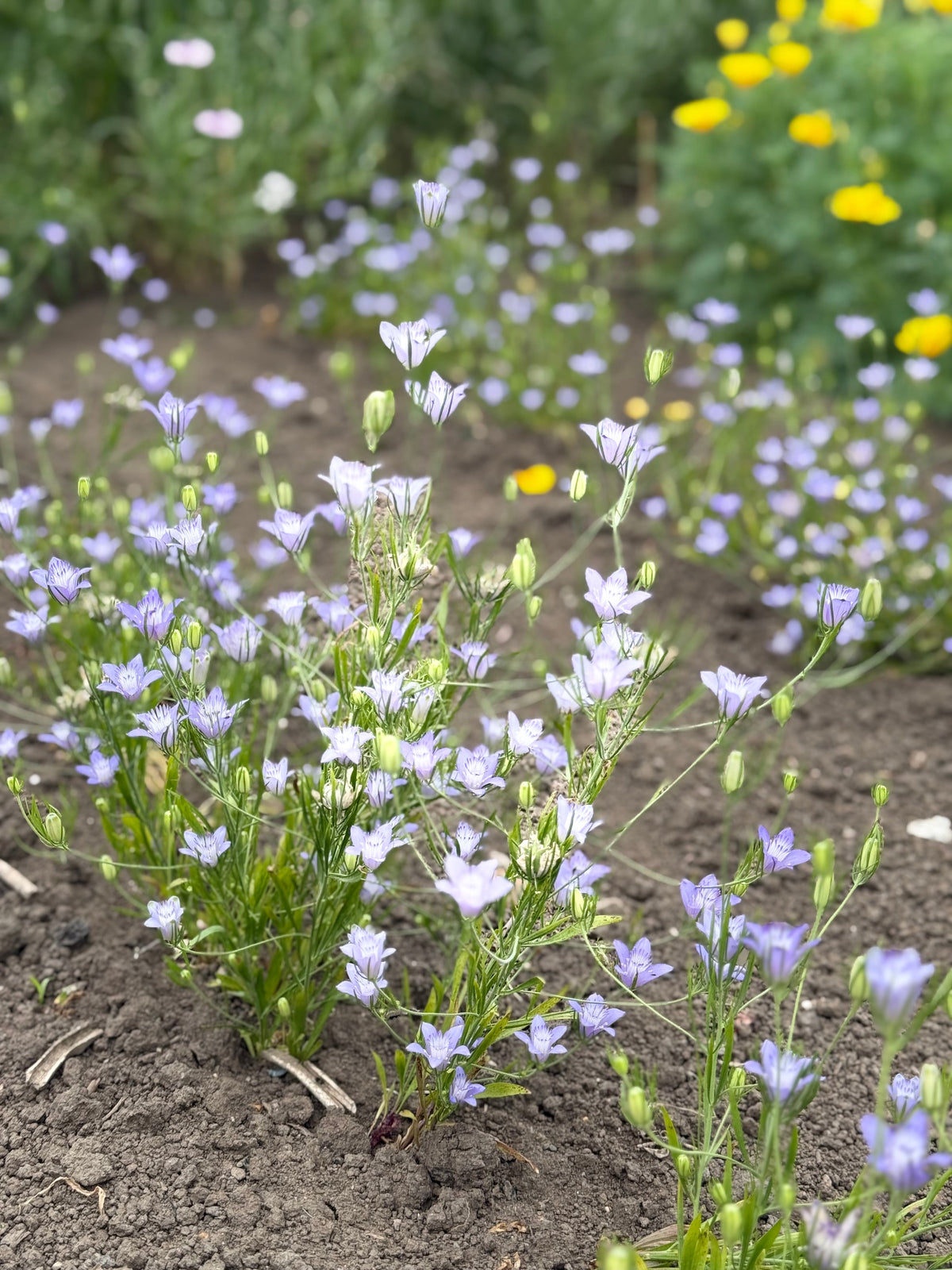 Nigella bucharica Blue Stars | Love-in-a-Mist therapyofflowers.com
