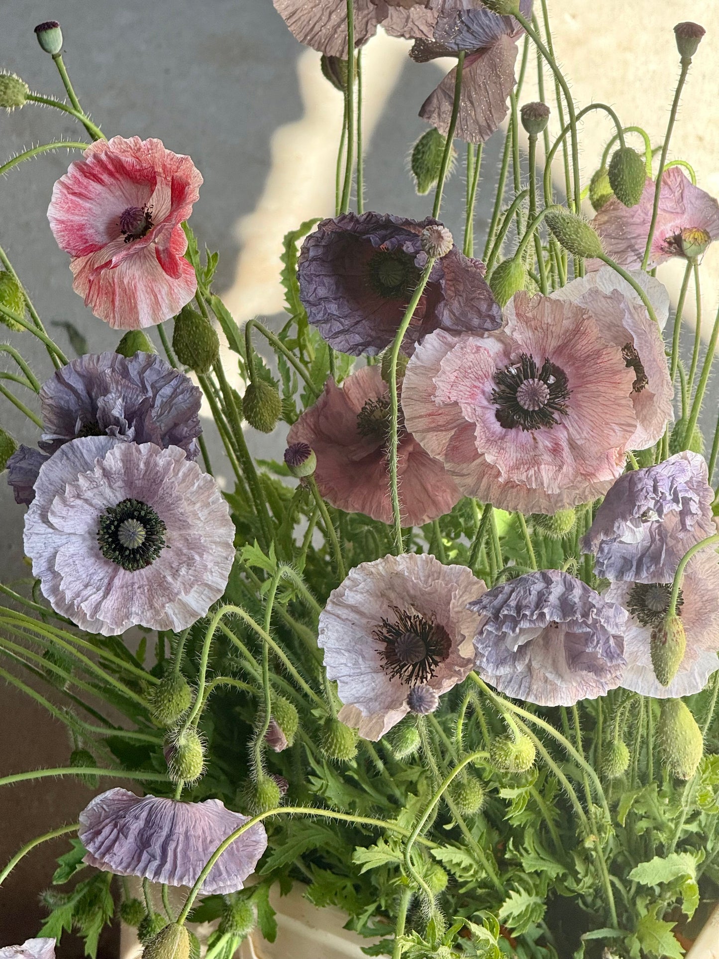Papaver rhoeas Amazing Grey | Corn Poppy therapyofflowers.com