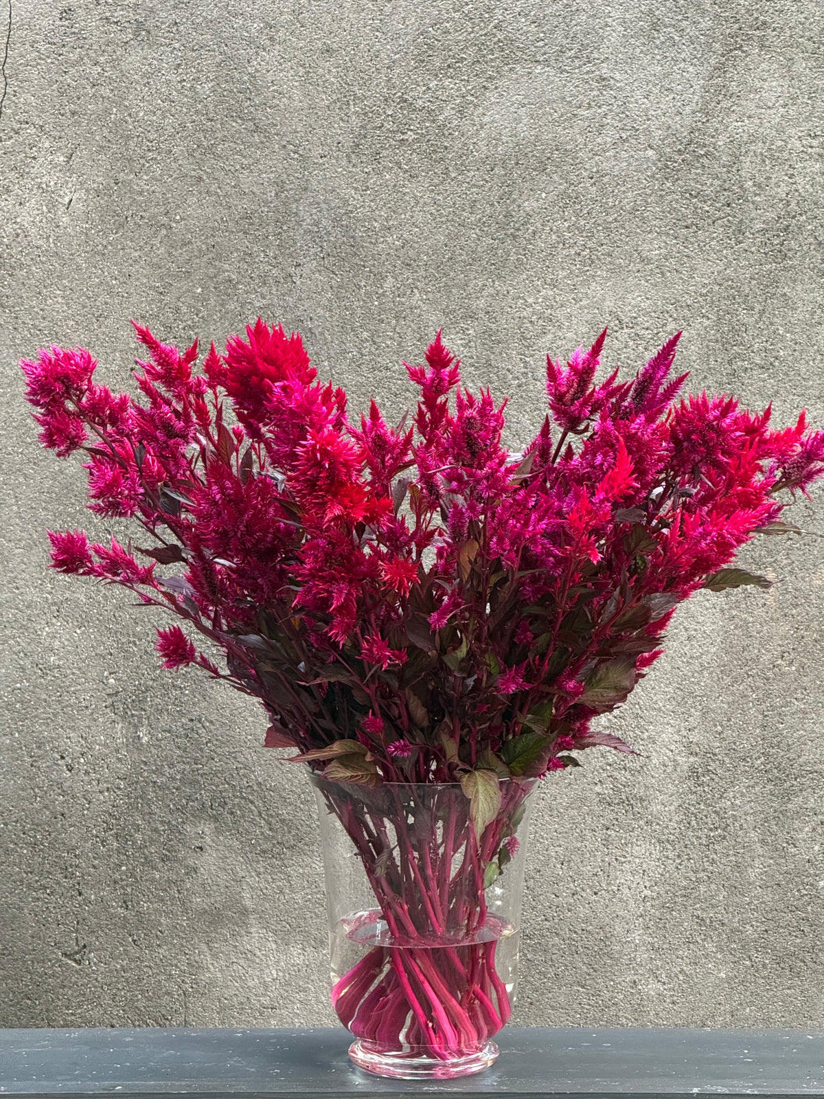 Celosia argentea var. plumosa Forest Fire | Feather Celosia | Tall therapyofflowers.com