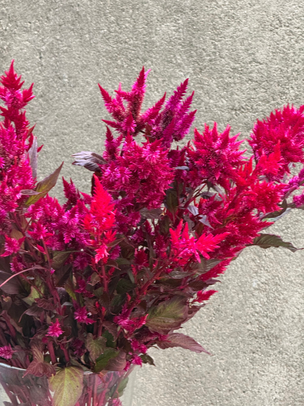 Celosia argentea var. plumosa Forest Fire | Feather Celosia | Tall therapyofflowers.com