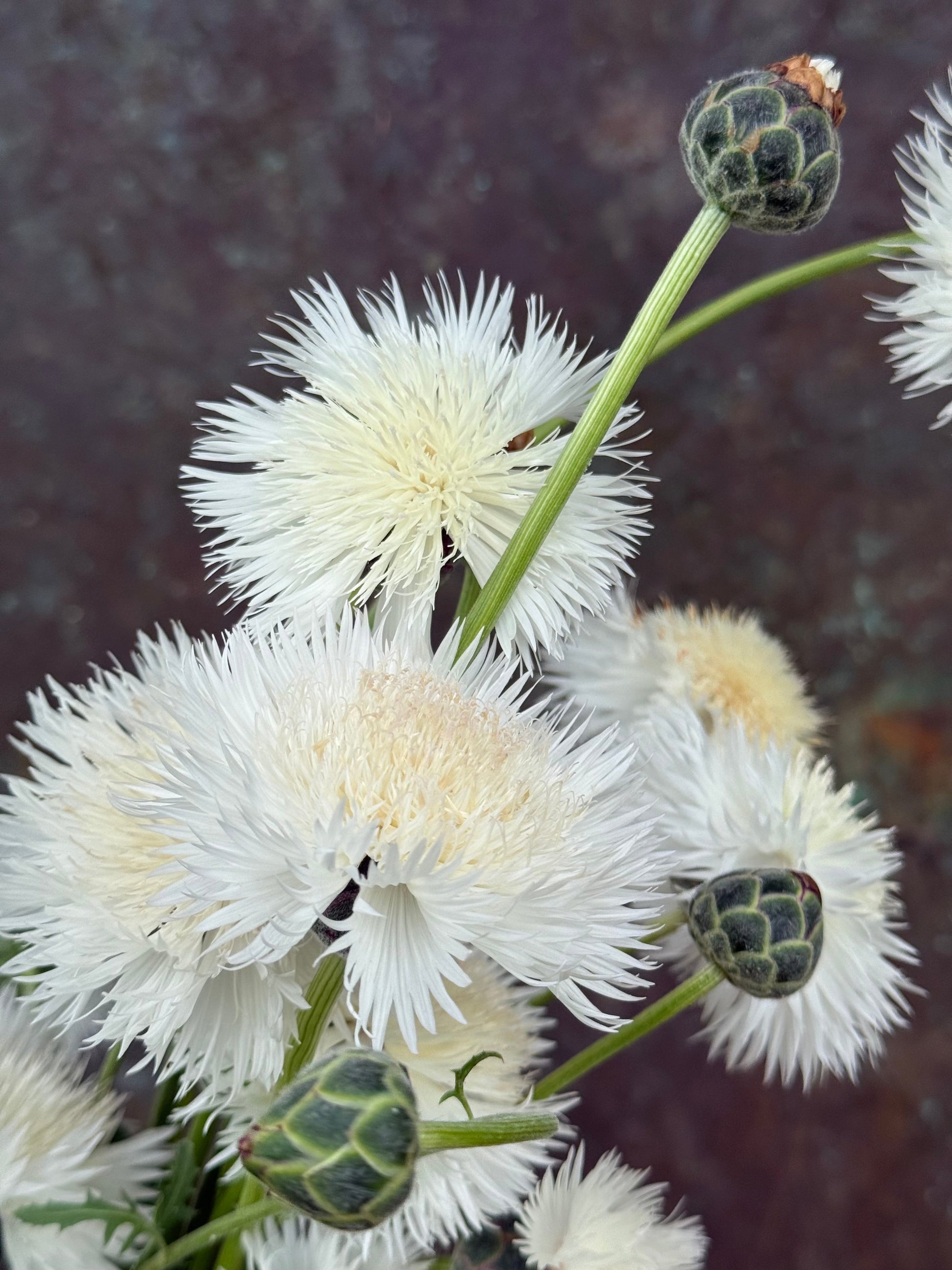 Amberboa moschata The Bride | Sweet Sultan therapyofflowers.com