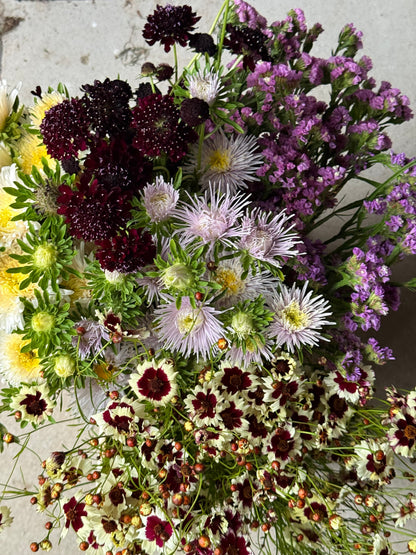 China Aster Sea Starlet Lavender | Callistephus chinensis therapyofflowers.com