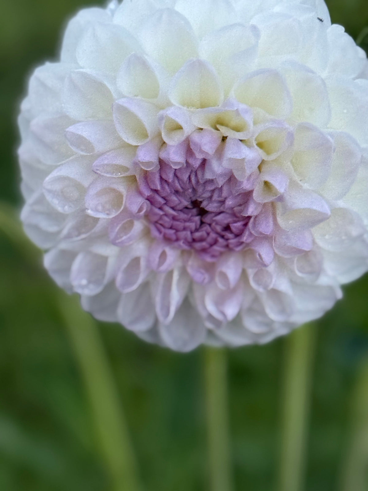 Dahlia Aprīļa Pilieni | Cut Flower Quality therapyofflowers.com