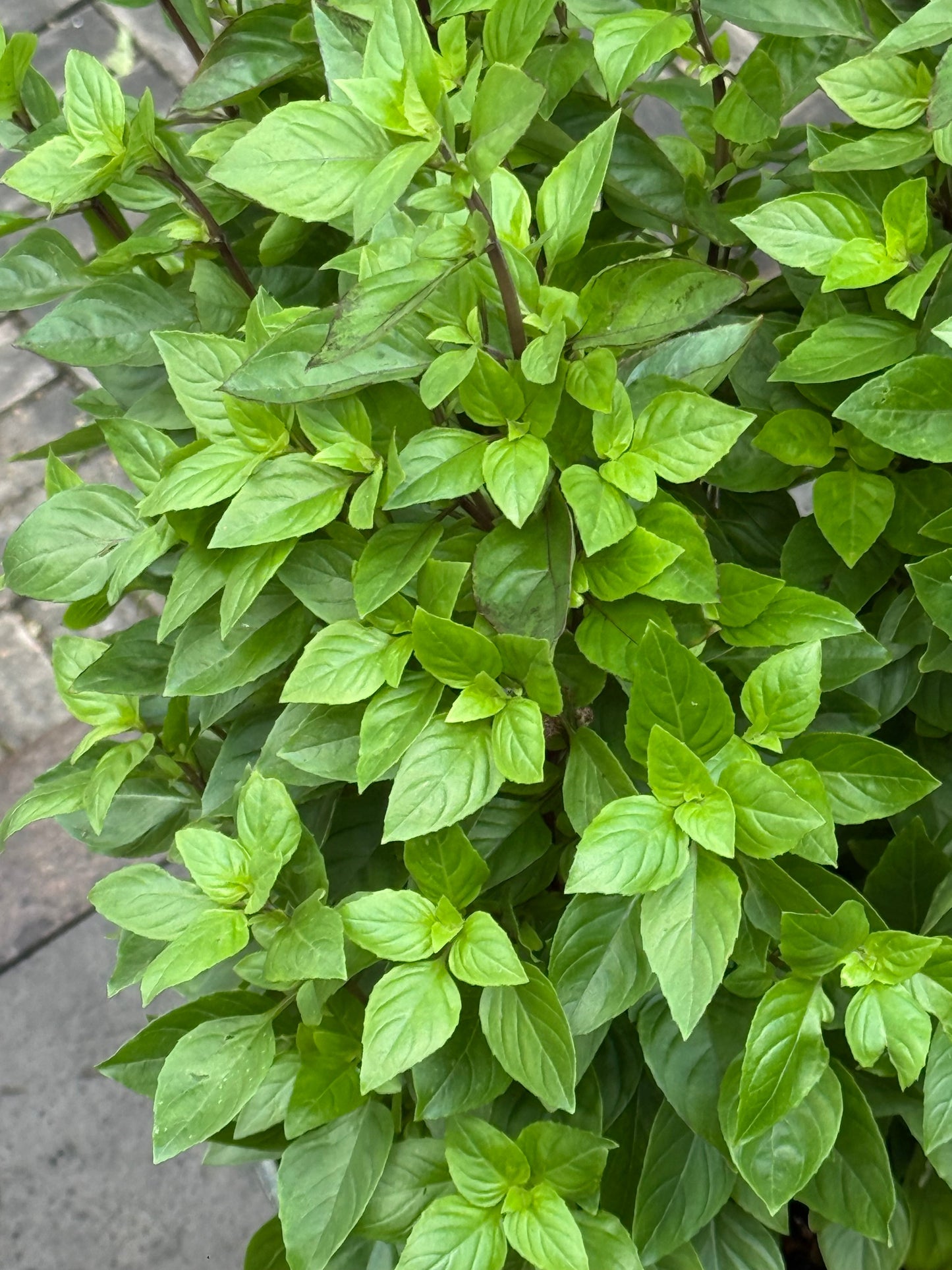 Everleaf Thai Towers Basil | Ocimum basilicum | Aromatic Thai Basil therapyofflowers.com