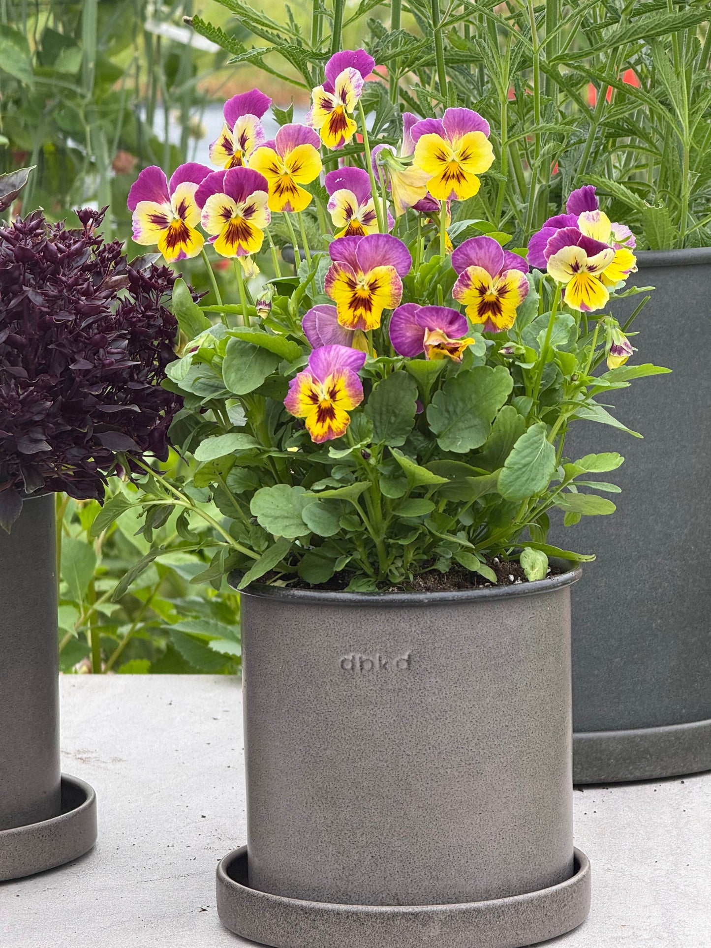 Viola x wittrockiana Caramel Pastel Lilac F1 | Pansy therapyofflowers.com