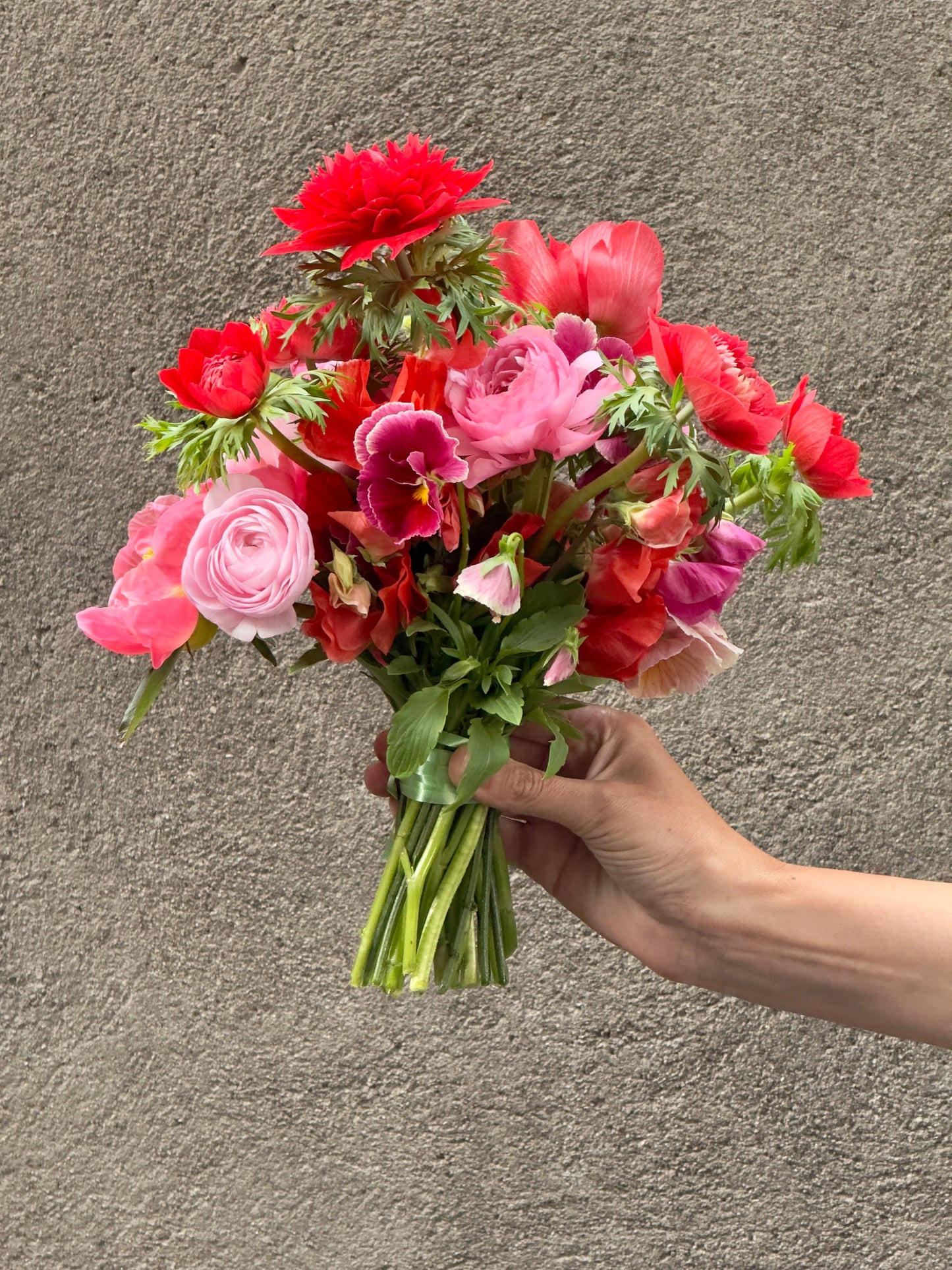 Anemone Levante® ROSSO | Italian Anemone | Corm size: 4/5 therapyofflowers.com