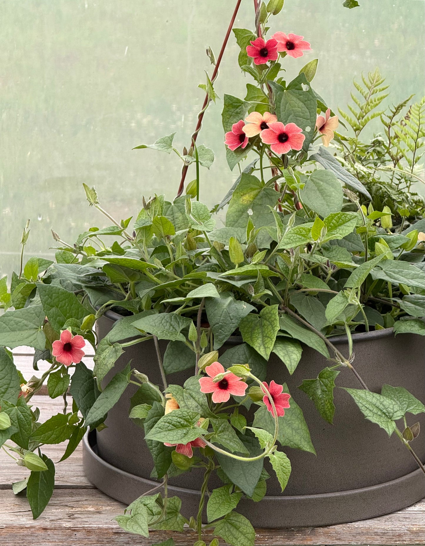 Thunbergia alata African Sunset Mix | Black-eyed Susan therapyofflowers.com