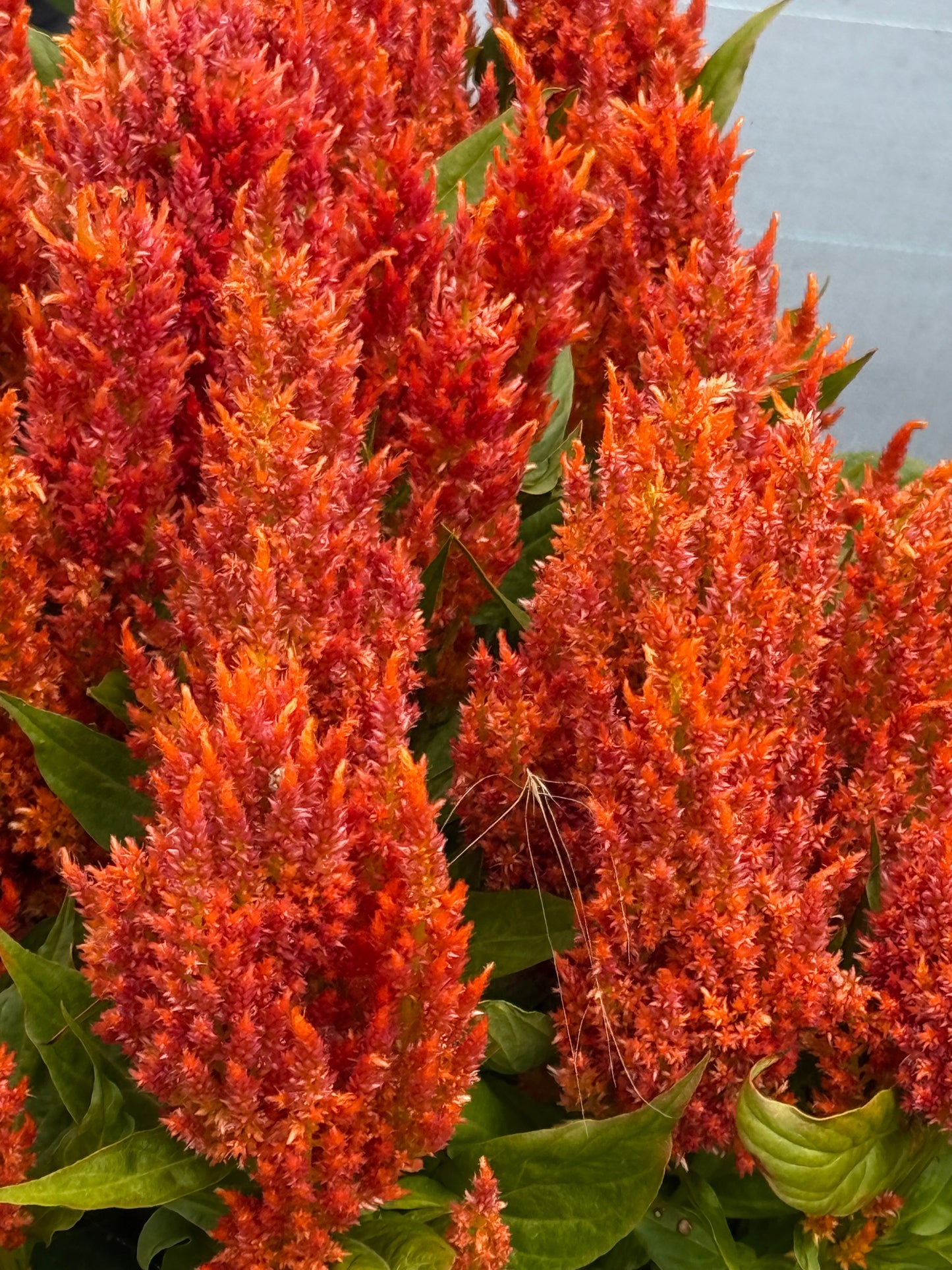 Celosia plumosa Fresh Look Orange  | Feather Celosia therapyofflowers.com
