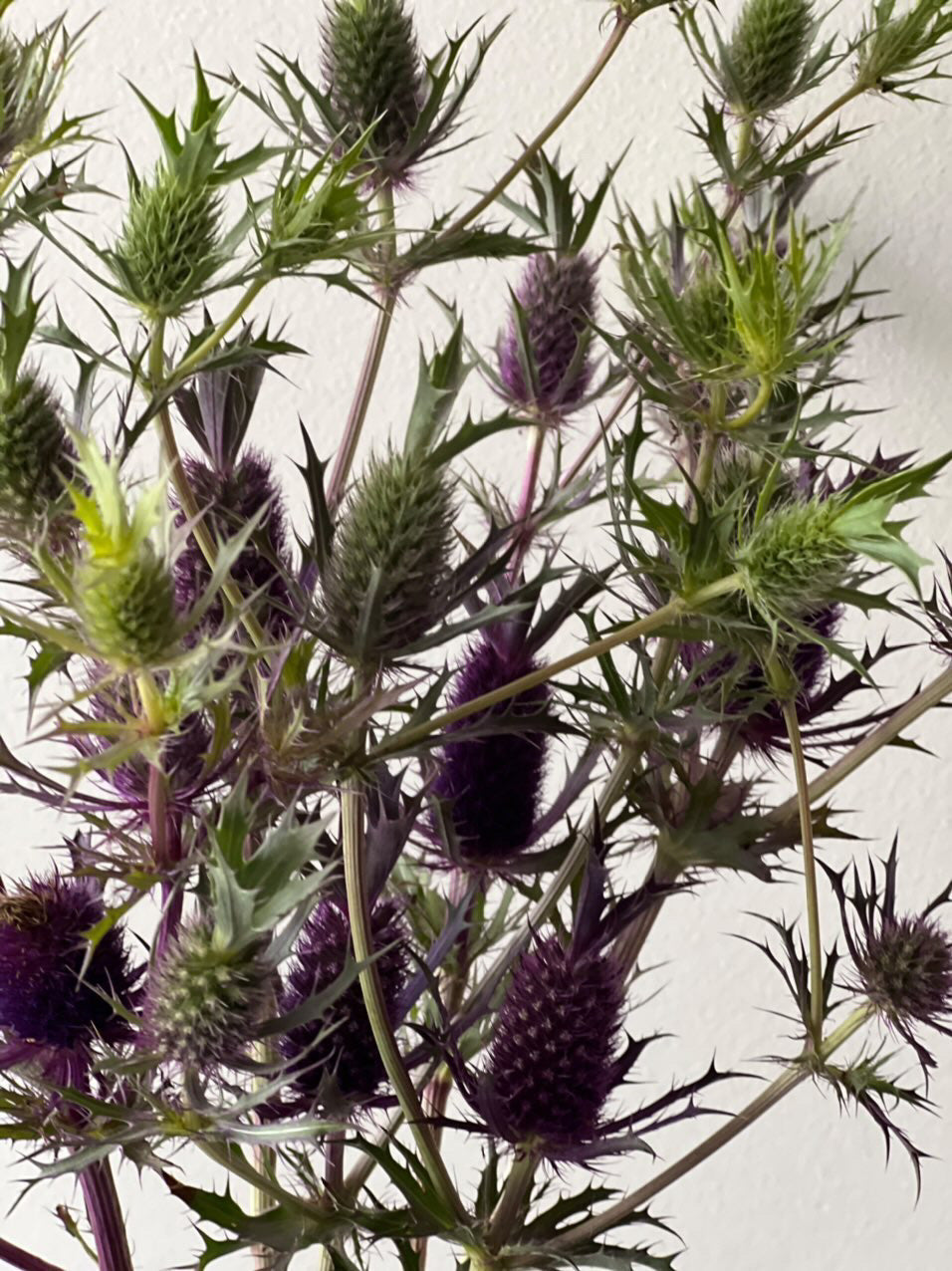 Eryngium leavenworthii Purple Sheen | Leavenworth’s Eryngo