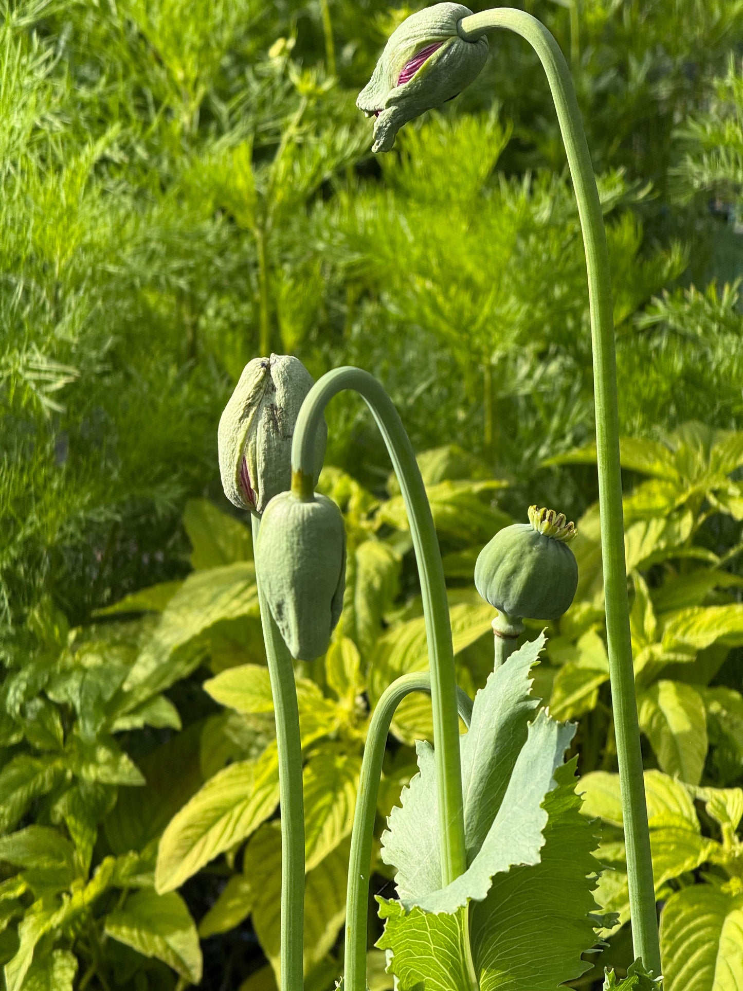 Papaver somniferum Bowling Ball | Breadseed Poppies therapyofflowers.com