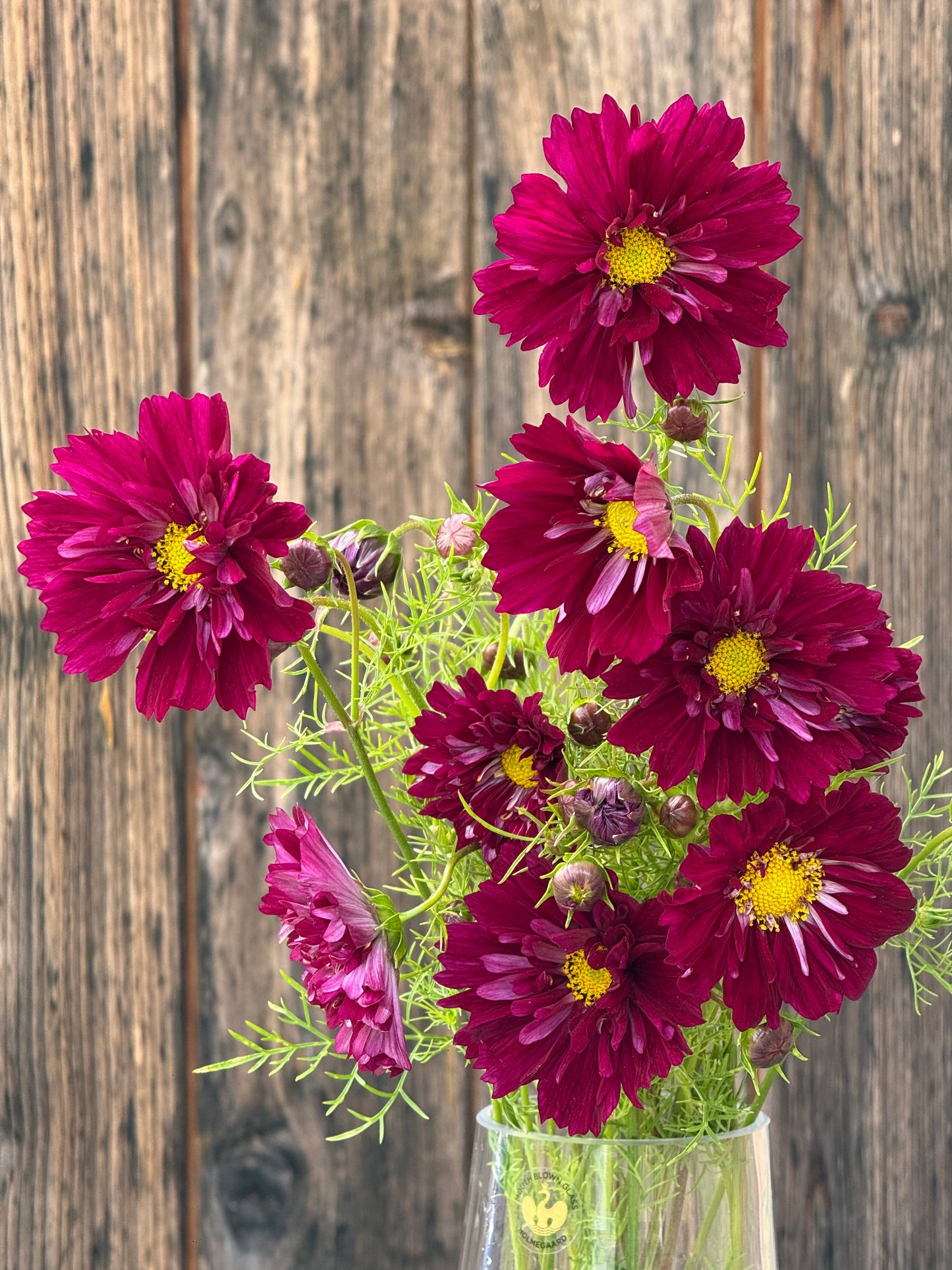 Cosmos bipinnatus Double Click Cranberries | Tall plants therapyofflowers.com