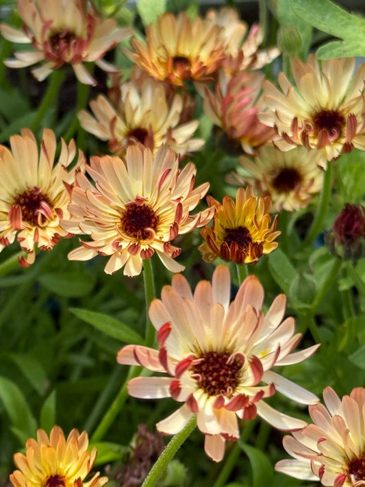 Calendula officinalis Touch of Red Buff | Pot Marigold | Cut flower therapyofflowers.com