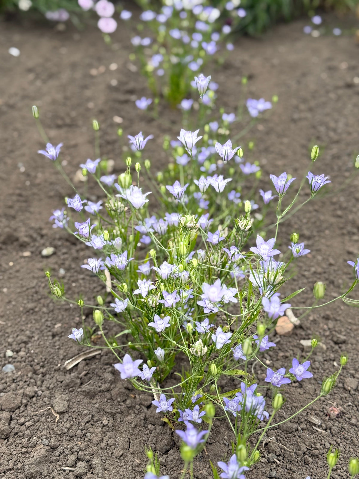 Nigella bucharica Blue Stars | Love-in-a-Mist therapyofflowers.com