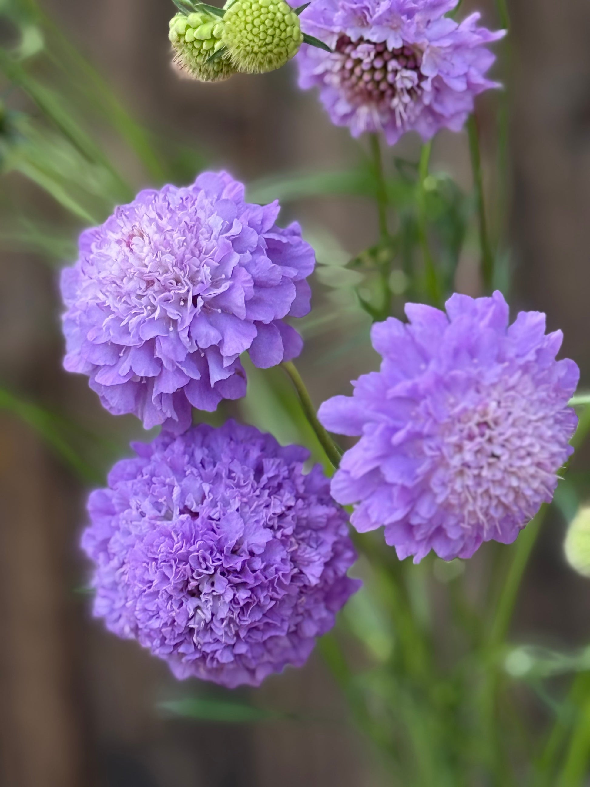 Scabiosa atropurpurea Oxford Blue | Sweet Scabious | Pincushion Flower therapyofflowers.com