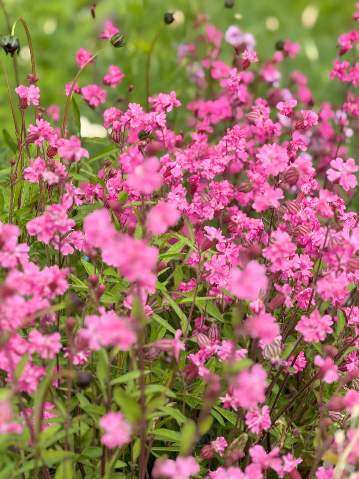 Silene pendula Sibella Carmine | Nodding Catchfly therapyofflowers.com