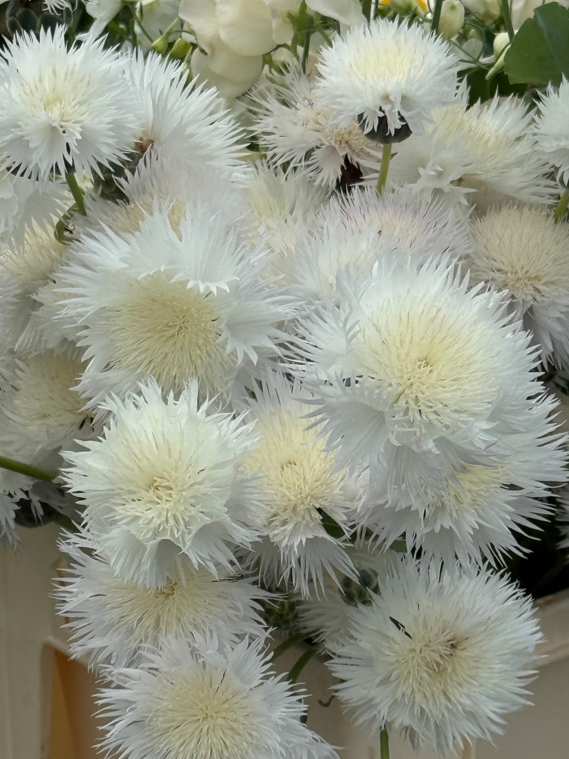 Amberboa moschata The Bride | Sweet Sultan therapyofflowers.com