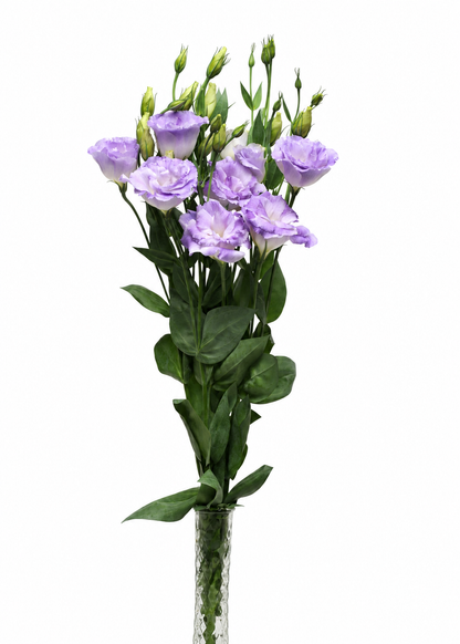 Lizante ABC™ Misty Blue I F1 | Eustoma grandiflorum | Granulētas Sēklas