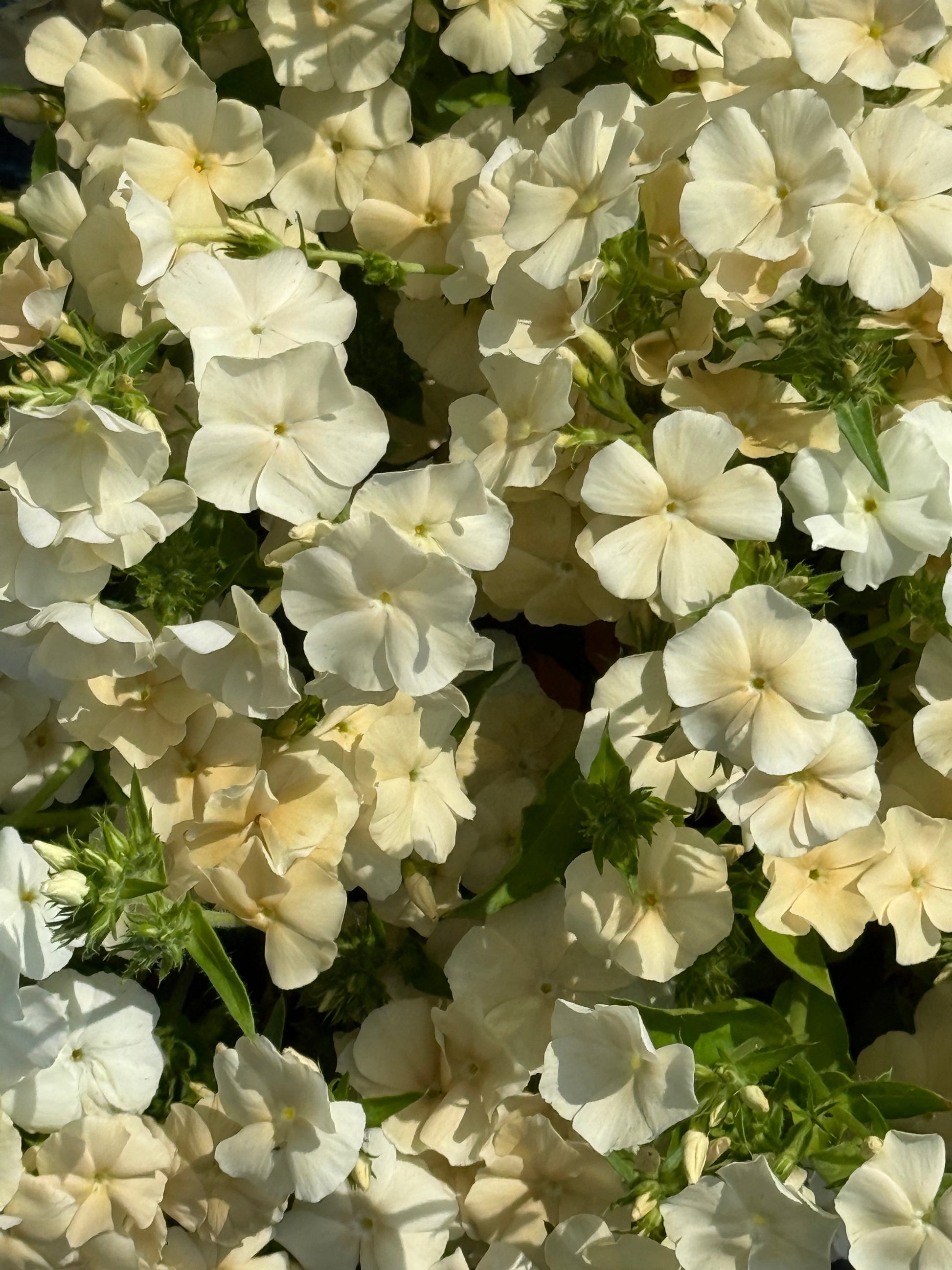 Phlox drummondii ‘Isabellina’ | Annual Phlox therapyofflowers.com