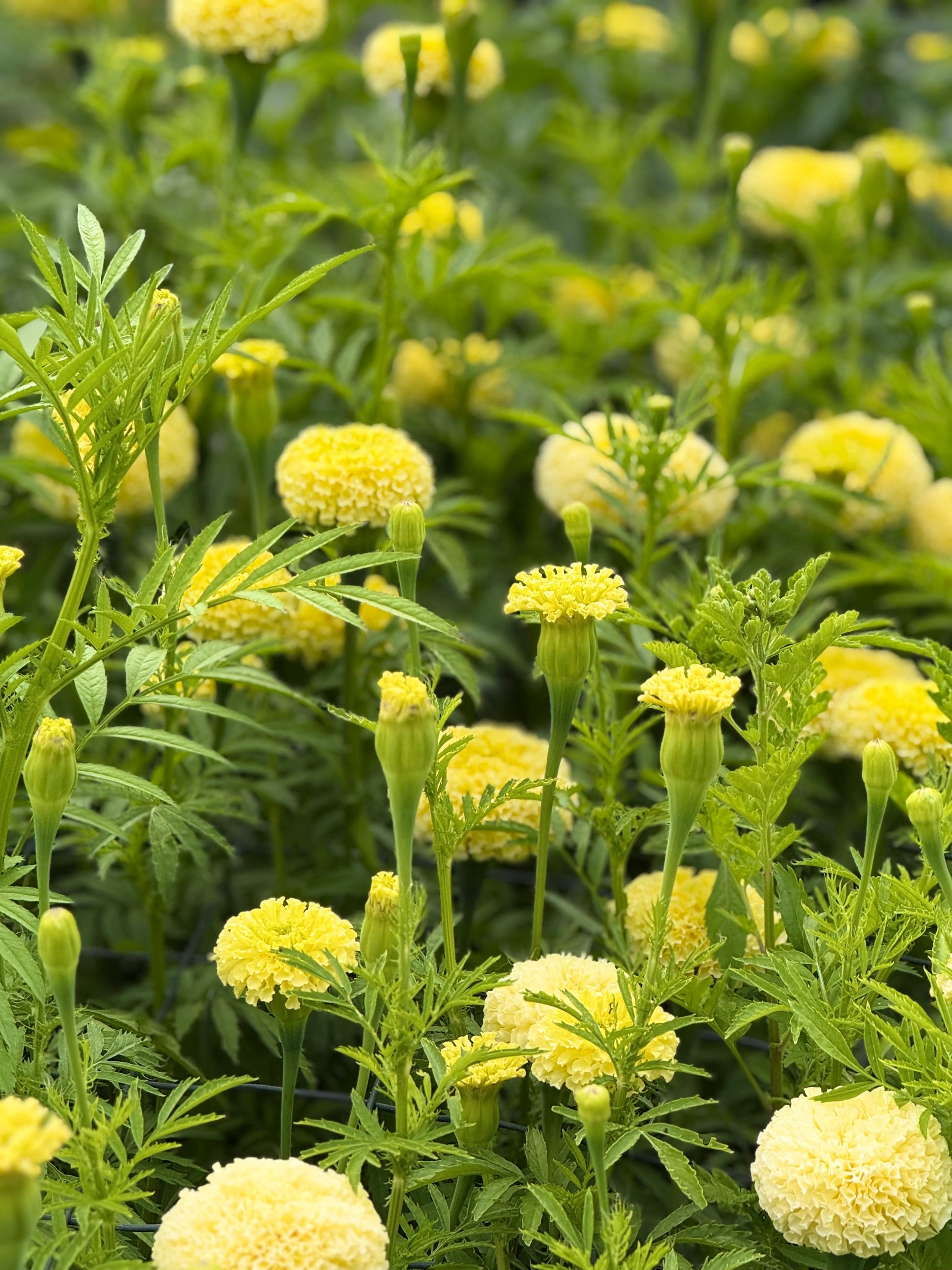 Tagetes erecta Swan White F1 | African Marigold | 60-65cm | White Cut Flower Variety therapyofflowers.com