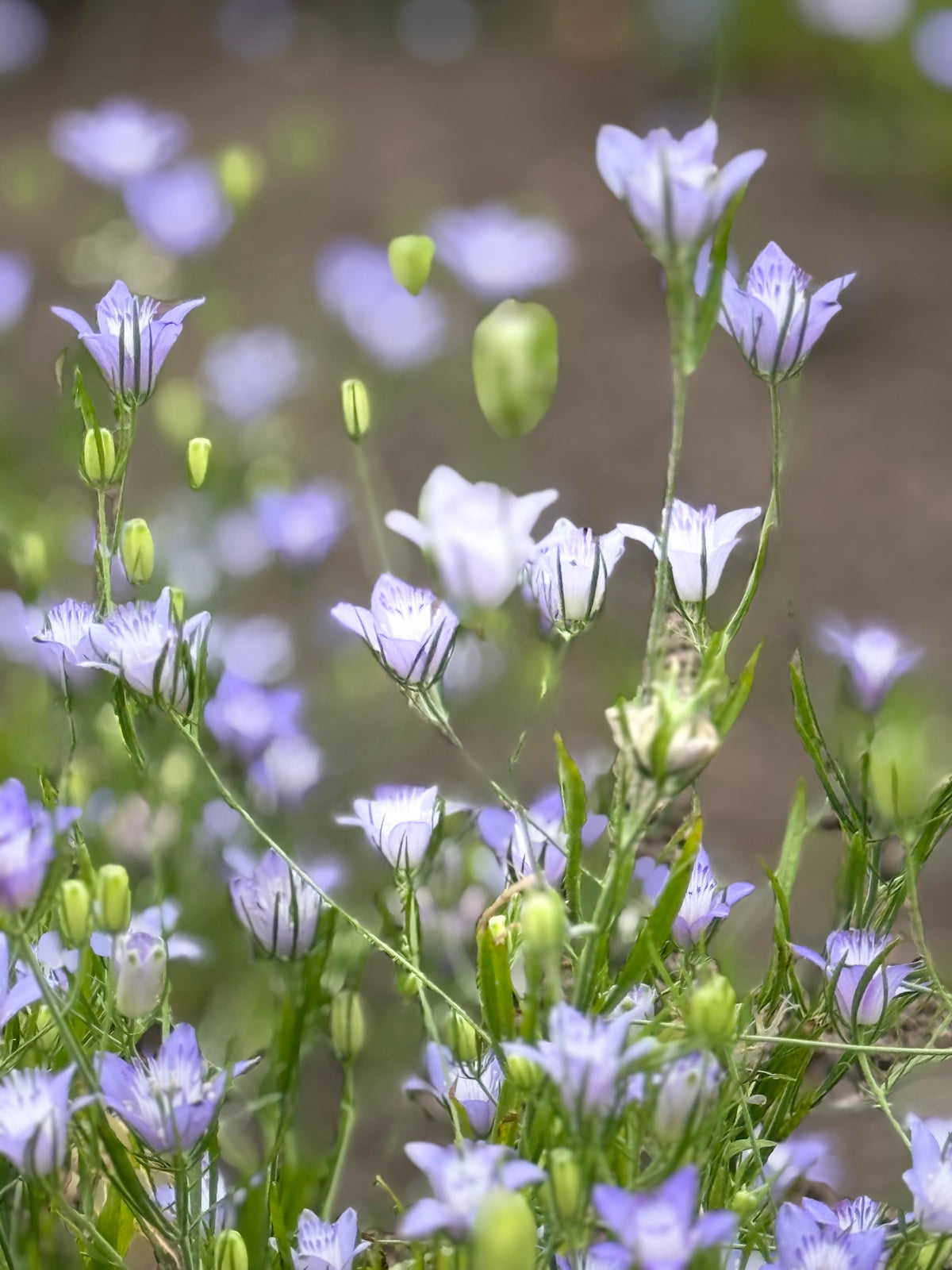 Nigella bucharica Blue Stars | Love-in-a-Mist therapyofflowers.com