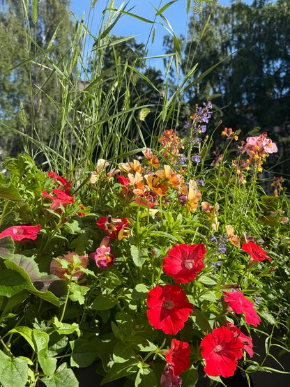 Petunia x Hybrida Pendolino Sensation Salmon-Orange F1 | Italian Petunia | Pelleted therapyofflowers.com