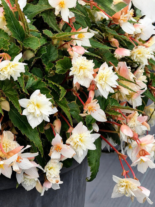 Begonia x hybrida Funky® White F1 | Hybrid Begonia therapyofflowers.com