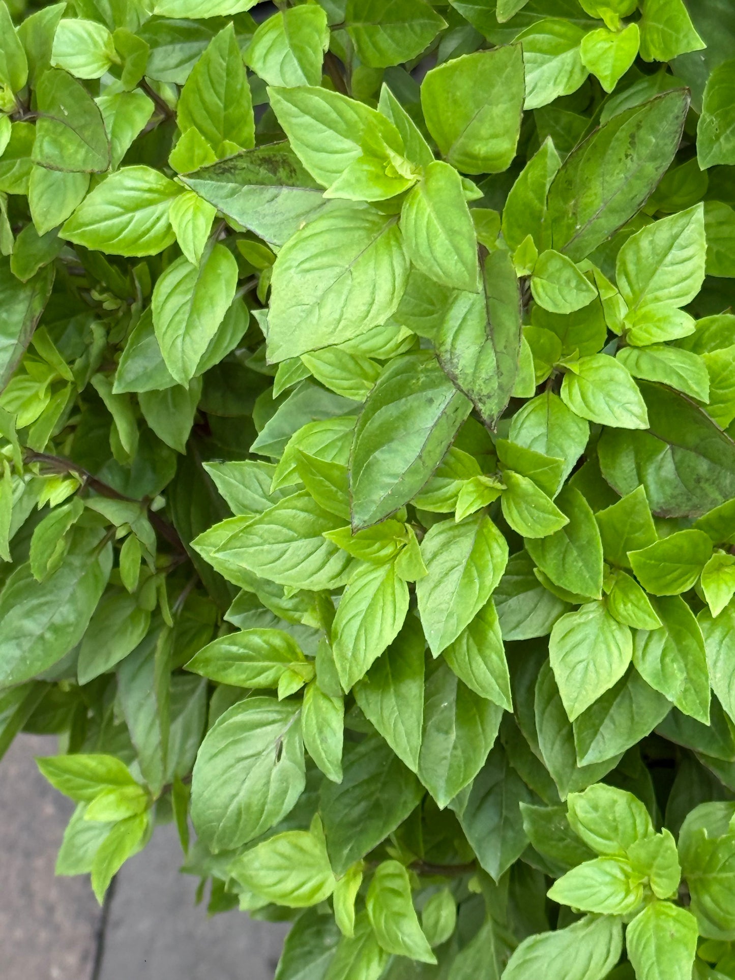 Everleaf Thai Towers Basil | Ocimum basilicum | Aromatic Thai Basil therapyofflowers.com