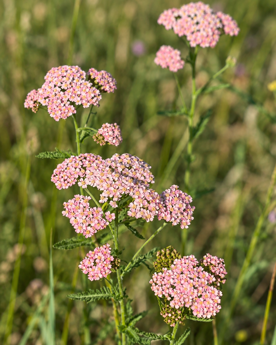 Parastais pelašķis Summer Berries | Achillea millefolium 