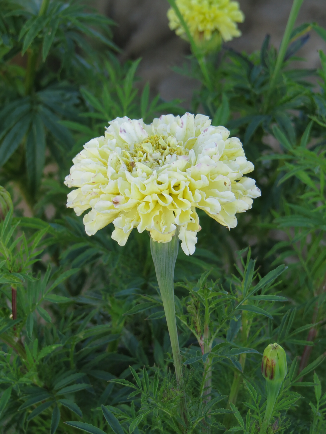 Tagetes erecta Qis® Imperiale Creme | African Marigold therapyofflowers.com