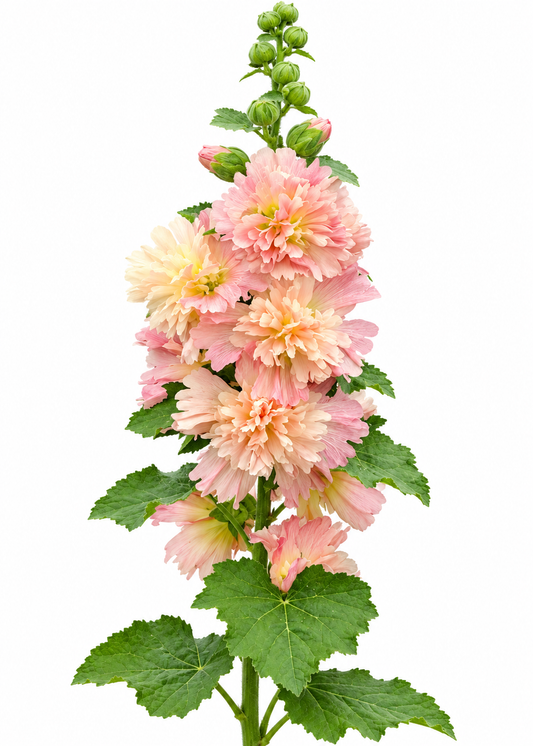 Kāršroze Spring Celebrities™ Apricot | Alcea rosea 