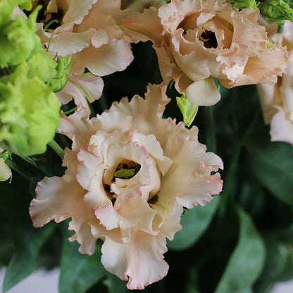 Liziante Alissa Light Apricot Imp. F1 | Eustoma grandiflorum  | Group 2